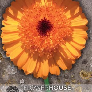 Thompson & Morgan Kew Flower Calendula 'Crown Orange' - 65 Seeds