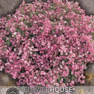 Thompson & Morgan Kew Flower Gypsophila Elegans Rose Sspromo - 2500 Seeds