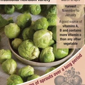 Kings Seeds  Brussels Sprout Long Island Seeds