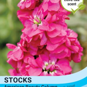 Thompson & Morgan  Flower Stock American beauty Column - 75 Seeds