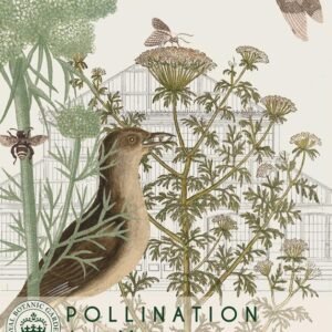 Thompson & Morgan Kew Pollinators Flower Bishop's Weed - 100 Seeds