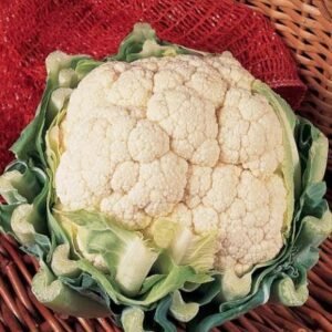 Organic Cauliflower Belot F1 Hybrid Seeds