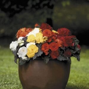 Begonia Nonstop Mocca Mixed F1 Hybrid Seeds - Reduced due to short life