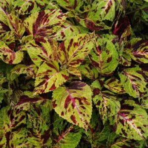 Coleus Wizard Mosaic Seeds