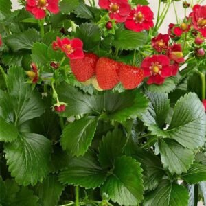 Strawberry Ruby Ann Seeds