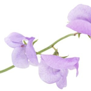 Sweet Pea Flora Norton Seeds