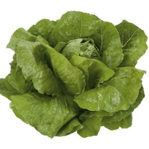 Organic - Lettuce Cos Victorinus RZ (41 - 34) Seeds