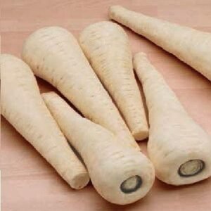 Parsnip Gladiator F1 Hybrid Seeds