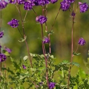 Wild Flower Columbine Aquilegia vulgaris Seeds