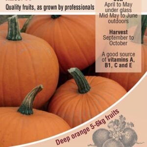 Kings Seeds  Pumpkin Racer F1 Seeds