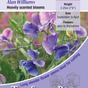 Kings Seeds Sweet Pea Alan William 20 Seed