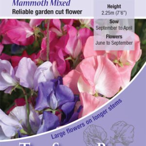 Kings Seeds Sweet Pea Mammoth 35 Seed