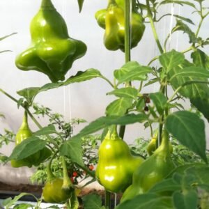 Chilli Pepper Hot Bishops Crown Seeds