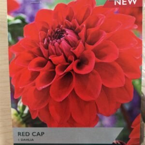 Taylors Flower Dahlia Red Cap 1 Tuber