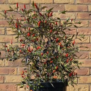 Pepper (Chilli) Zimbabwe Black Seeds