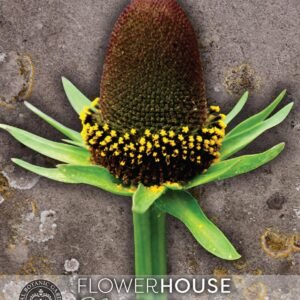 Thompson & Morgan Kew Flower Rudbeckia occidentalis Green Wizard - 30 Seeds
