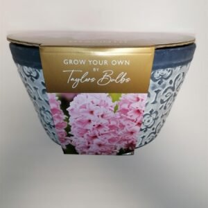 Taylors - Indoor Hyacinth Terracotta Bowl