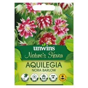 Unwins Hardy perennial Aquilegia Nora Barlow - 50 Seeds