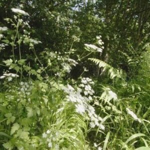 Wild Flower Rough Chervil Chaerophylllum temulum Seeds