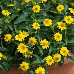 Sanvitalia Million Suns Seeds