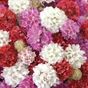Armeria Ballerina Mixed Seeds