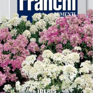 Franchi Seeds of Italy - Flower - FDBF_ 331-50 - Iberis multicolour - Candytuft - Seeds
