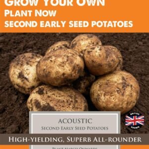Taylors - Seed Potatoes - Acoustic - 10 Tubers - Second Early
