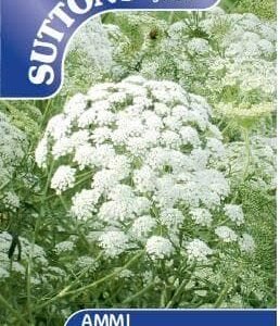 Sutton Seeds - Ammi majus Seed - Snowflake