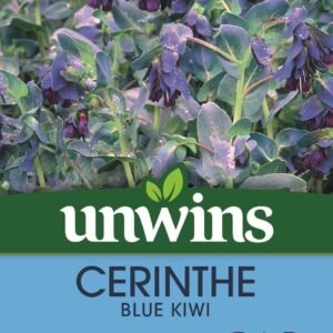 Unwins Cerinthe Blue Kiwi 20 Seeds