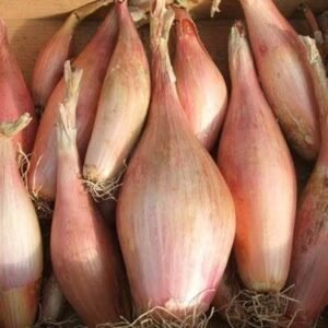 Shallot Zebrune Seeds