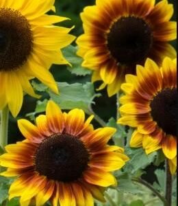 Sunflower Rio Carnival F1 Hybrid Seeds