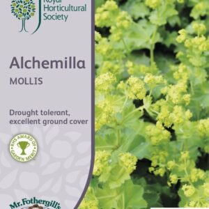 Mr Fothergills RHS Alchemilla Mollis 200 Seeds