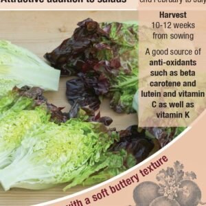 Kings Seeds  Lettuce Amaze Seeds