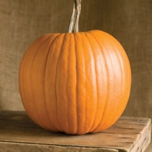 Pumpkin Rival PMR F1 Hybrid Seeds