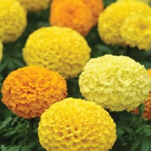 African Marigold Marvel Series Mix Seeds