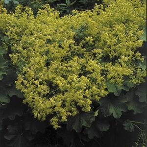 Alchemilla Mollis Irish Silk Seeds  - Reduced due to short life