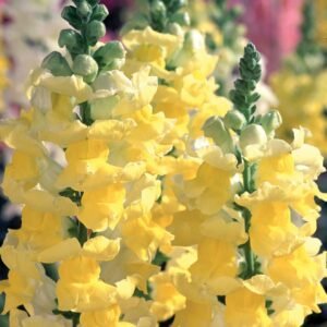 Antirrhinum Liberty Classic Yellow Seeds