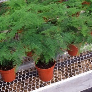 Asparagus Plumosus Nanus Seeds