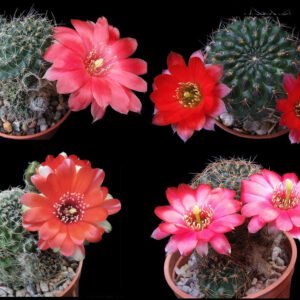 Cactus - Aylostera atrovirens - Mixed varieties Seeds