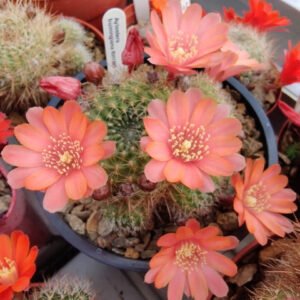 Cactus - Aylostera buiningiana Seeds