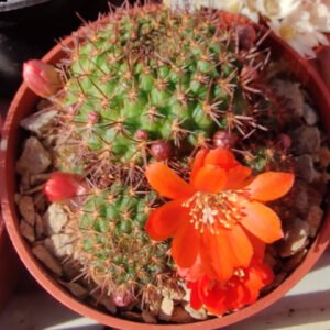 Cactus - Aylostera mandingaensis Seeds