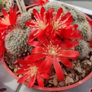 Cactus - Aylostera patericalyx Seeds