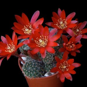 Cactus - Aylostera spegazziniana Seeds