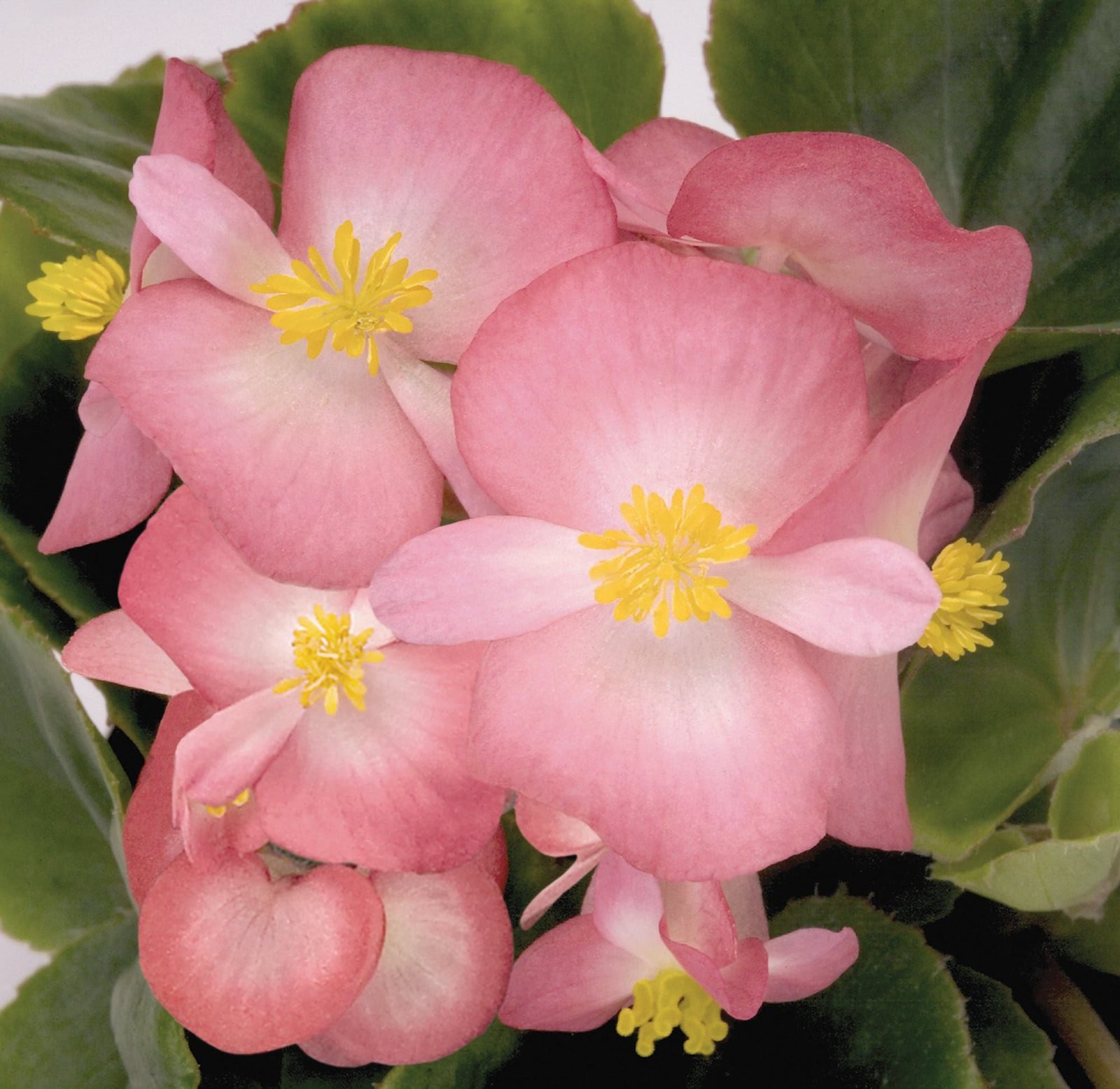 Begonia_Heaven_Rose_Bicolour_comp_28445f3c-2555-4cbc-90ab-ecd7223bc853.jpg