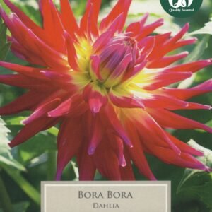 Taylors Flower Dahlia Bora Bora 1 Tuber