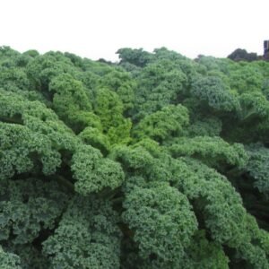 Borecole Winterbor F1 Hybrid Seeds