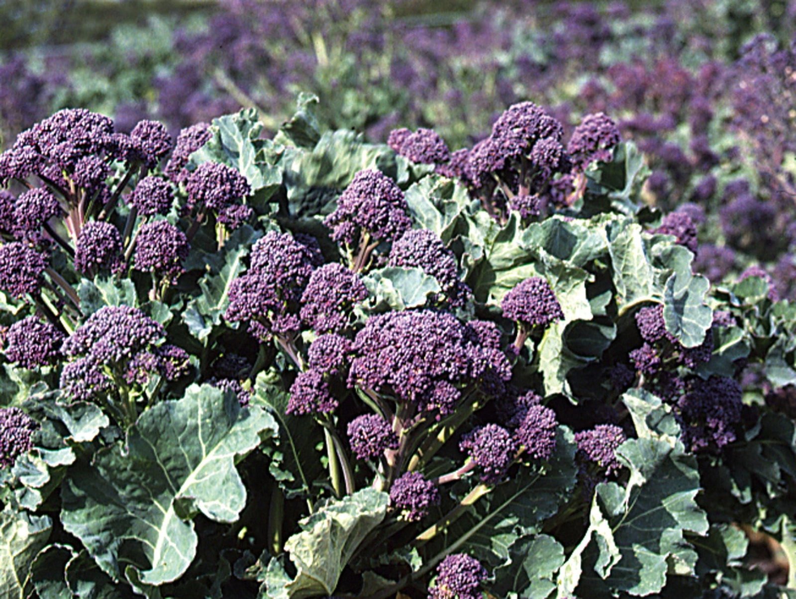 Broccoli_Rudolph_comp_0342ee1d-24e5-4611-a5eb-47796bc3bbf4.jpg