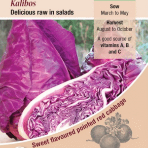 Kings Seeds Cabbage Kalibos 150 Seeds