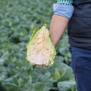 Cabbage Caraflex F1 Hybrid Seeds