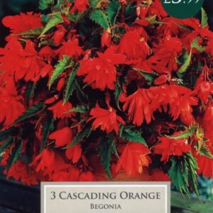 Taylors Begonia - Cascading Orange - 3 Tubers - Hanging Basket